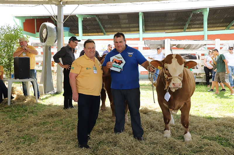 Genética avaliada – Animais das raças Simental e Simbrasil são julgados no Show Tecnológico