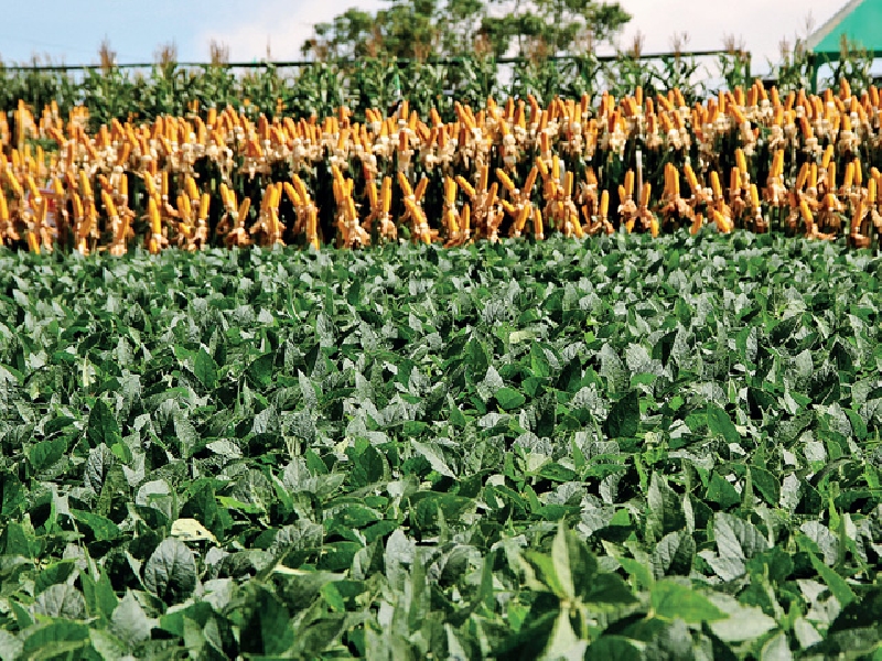 22º Dia de Campo agregando a tecnologia a favor do agronegócio