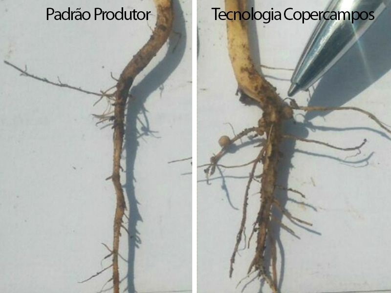 Inovação Tecnológica permite incremento de produtividade da cultura da soja