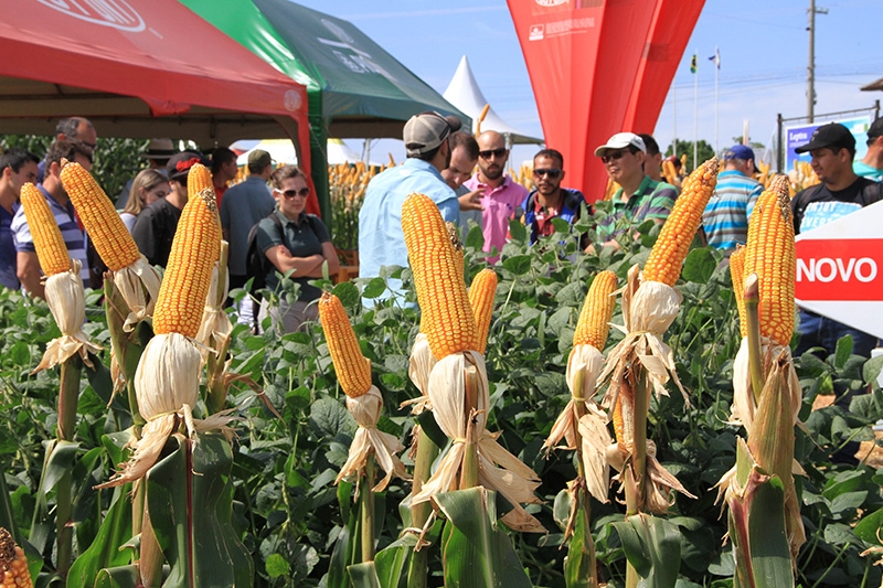 Novas cultivares de soja, feijão e milho no 23º Dia de Campo