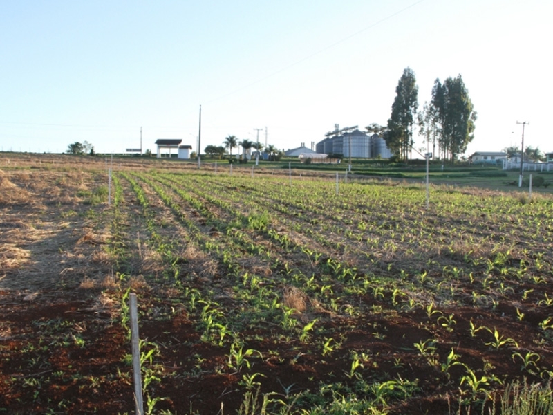 21º Dia de Campo Copercampos: Campo Demonstrativo recebe investimentos