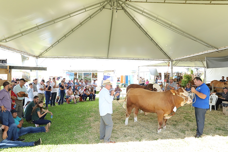 Exposição e julgamento de bovinos confirmados