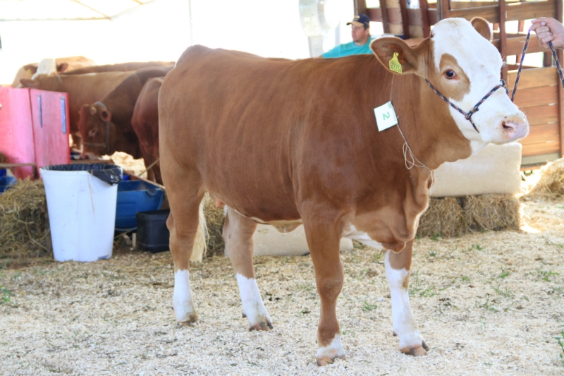 Exposição de animais com genética de excelência