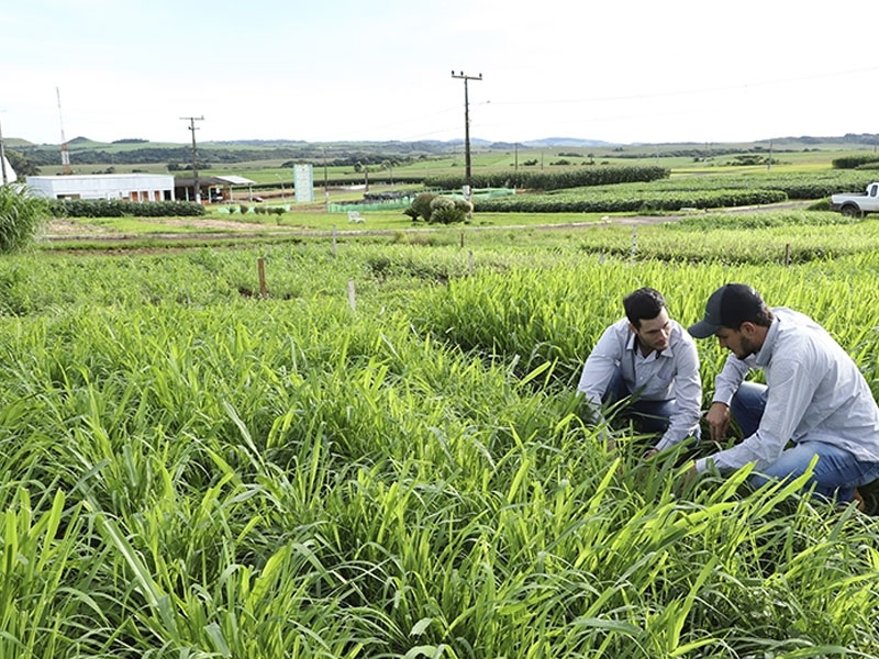 Área de pastagens aborda manejo para altos rendimentos  