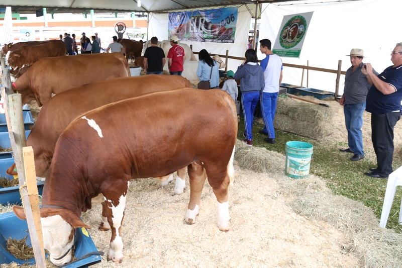 24º Dia de Campo Copercampos - Exposição e julgamento de animais Simental e Simbrasil estão confirmados